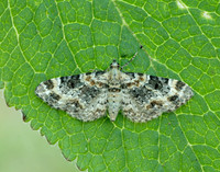 70.151 BF1817 Foxglove Pug Eupithecia pulchellata