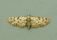 70.157 BF1853 Oak-tree Pug Eupithecia dodoneata