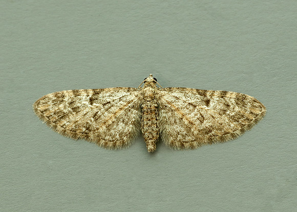 70.157 BF1853 Oak-tree Pug Eupithecia dodoneata