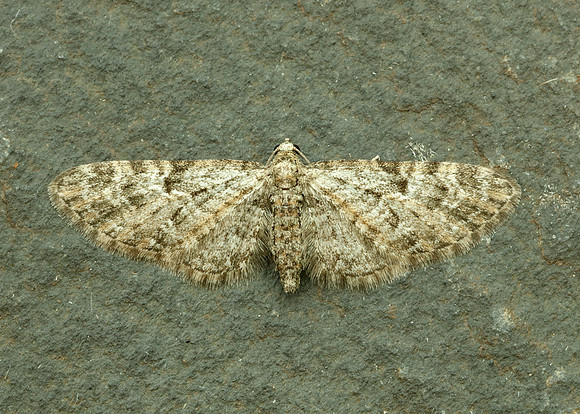 70.157 BF1853 Oak-tree Pug Eupithecia dodoneata