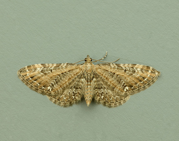 70.183 BF1834 Common Pug Eupithecia vulgata