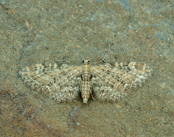 70.183 BF1834 Common Pug Eupithecia vulgata