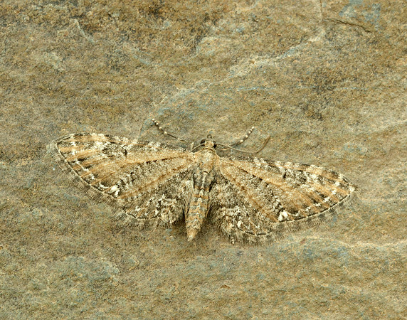 70.183 BF1834 Common Pug Eupithecia vulgata