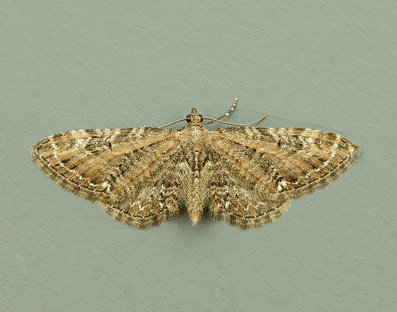 70.183 BF1834 Common Pug Eupithecia vulgata