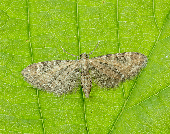70.183 BF1834 Common Pug Eupithecia vulgata