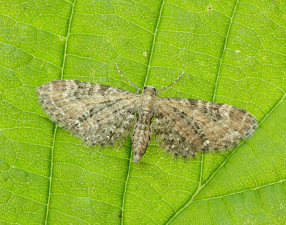 70.183 BF1834 Common Pug Eupithecia vulgata