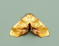 70.224 BF1904 Scorched Wing Plagodis dolabraria