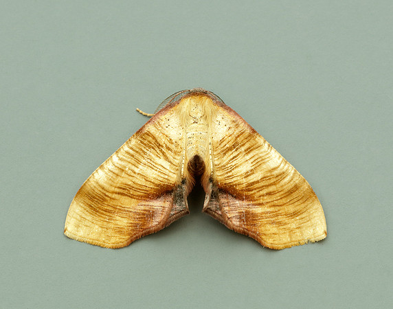 70.224 BF1904 Scorched Wing Plagodis dolabraria