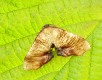70.224 BF1904 Scorched Wing Plagodis dolabraria