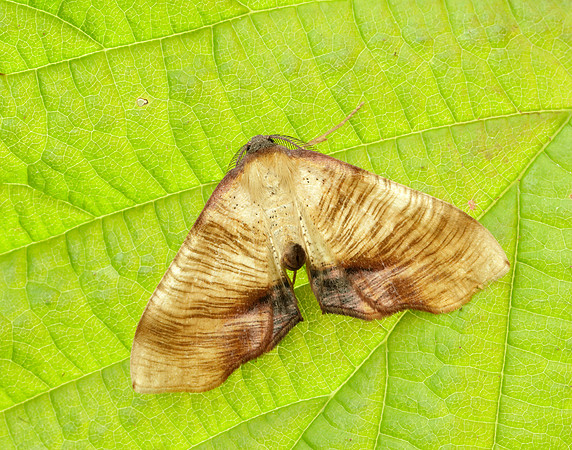 70.224 BF1904 Scorched Wing Plagodis dolabraria
