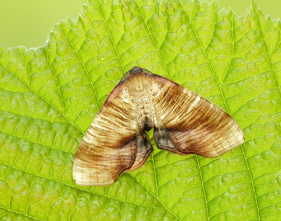 70.224 BF1904 Scorched Wing Plagodis dolabraria