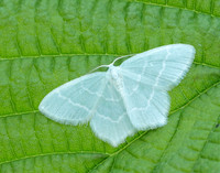 70.303 BF1674 Little Emerald Jodis lactearia