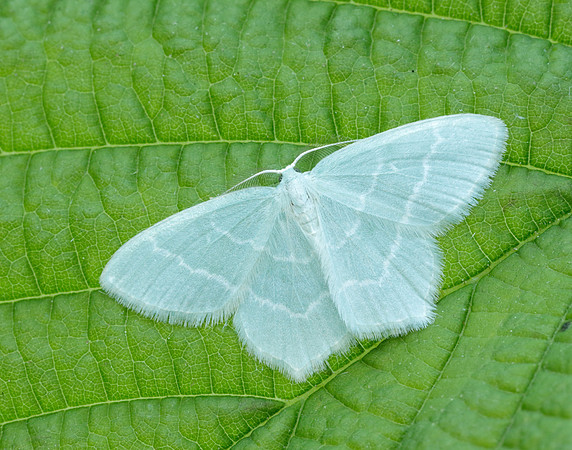 70.303 BF1674 Little Emerald Jodis lactearia