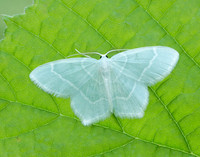 70.303 BF1674 Little Emerald Jodis lactearia