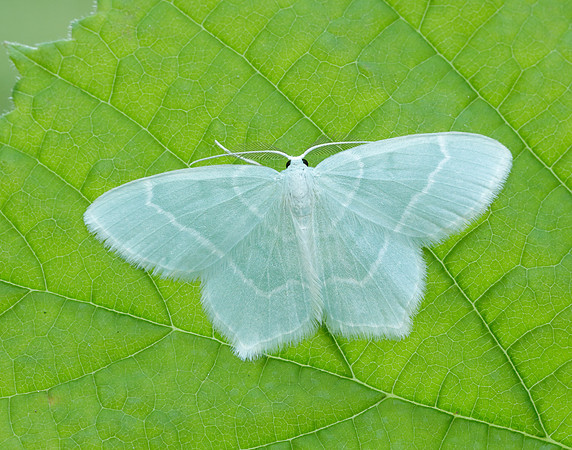 70.303 BF1674 Little Emerald Jodis lactearia