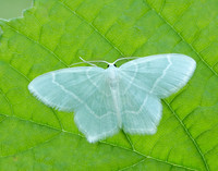 70.303 BF1674 Little Emerald Jodis lactearia