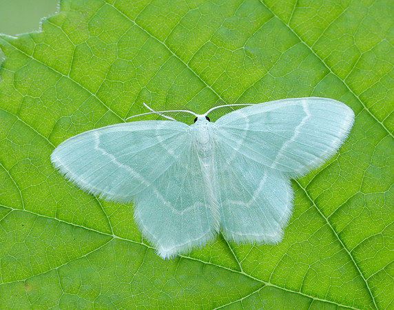 70.303 BF1674 Little Emerald Jodis lactearia