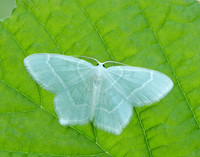 70.303 BF1674 Little Emerald Jodis lactearia