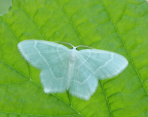 70.303 BF1674 Little Emerald Jodis lactearia