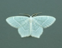 70.303 BF1674 Little Emerald Jodis lactearia