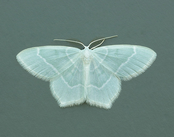 70.303 BF1674 Little Emerald Jodis lactearia