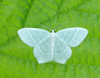 70.303 BF1674 Little Emerald Jodis lactearia