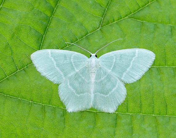 70.303 BF1674 Little Emerald Jodis lactearia