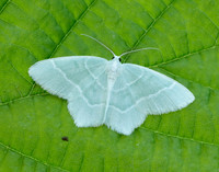 70.303 BF1674 Little Emerald Jodis lactearia