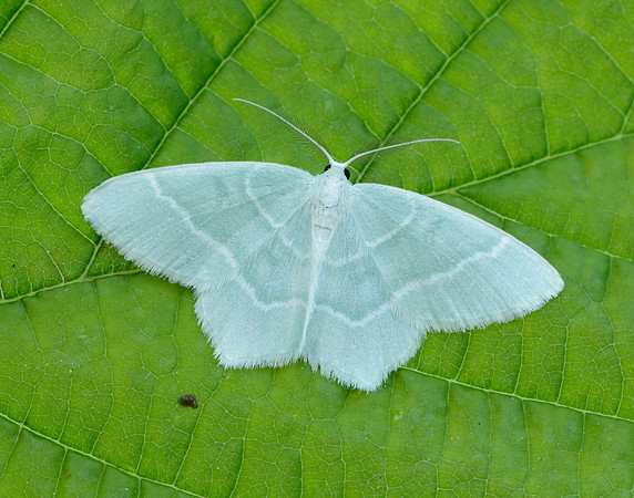 70.303 BF1674 Little Emerald Jodis lactearia