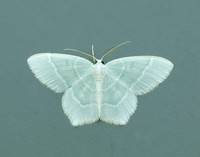 70.303 BF1674 Little Emerald Jodis lactearia