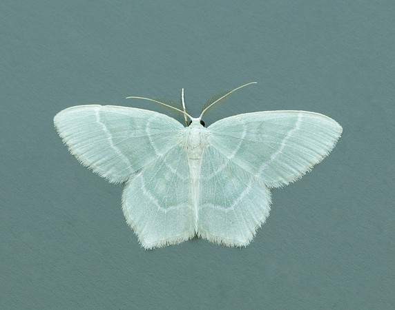 70.303 BF1674 Little Emerald Jodis lactearia