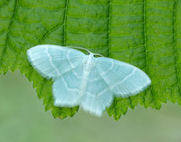 70.303 BF1674 Little Emerald Jodis lactearia