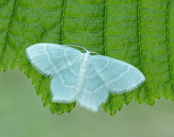 70.303 BF1674 Little Emerald Jodis lactearia