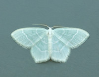 70.303 BF1674 Little Emerald Jodis lactearia