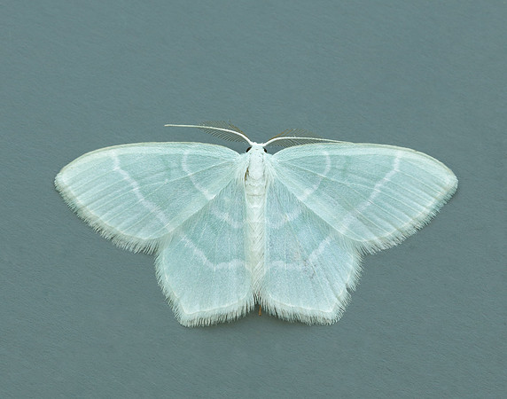 70.303 BF1674 Little Emerald Jodis lactearia