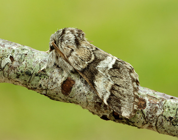 71.010 BF2014 Marbled Brown Drymonia dodonaea