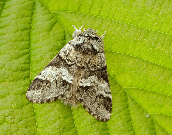 71.010 BF2014 Marbled Brown Drymonia dodonaea