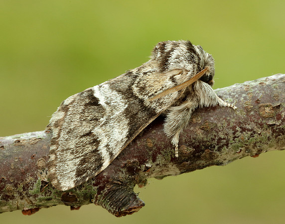 71.010 BF2014 Marbled Brown Drymonia dodonaea