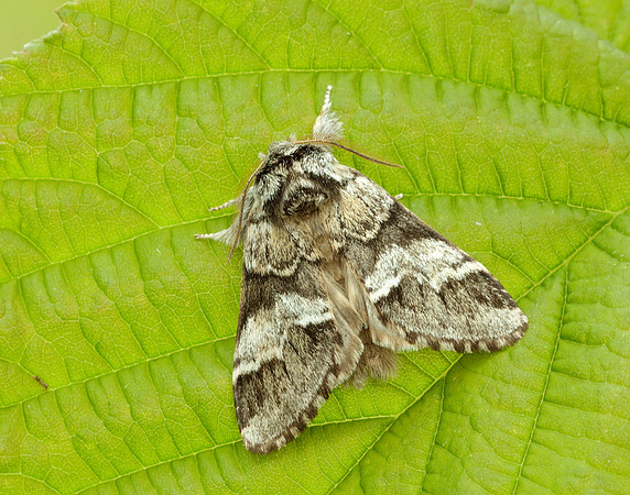 71.010 BF2014 Marbled Brown Drymonia dodonaea