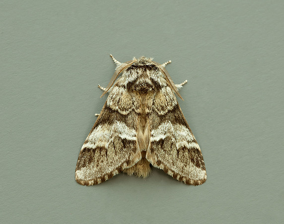 71.010 BF2014 Marbled Brown Drymonia dodonaea