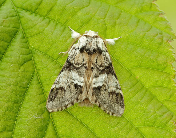 71.010 BF2014 Marbled Brown Drymonia dodonaea