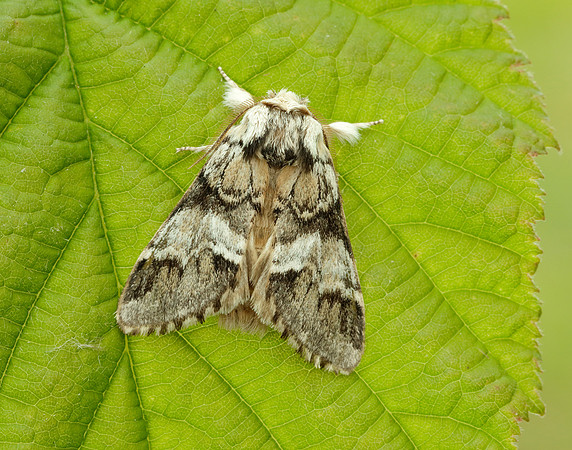 71.010 BF2014 Marbled Brown Drymonia dodonaea
