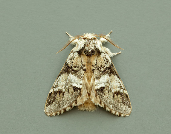 71.010 BF2014 Marbled Brown Drymonia dodonaea