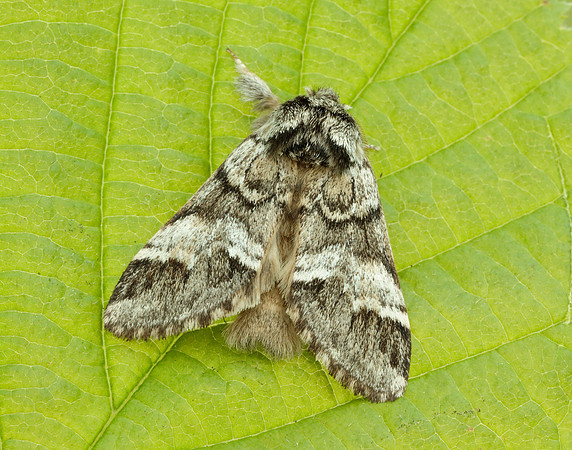 71.010 BF2014 Marbled Brown Drymonia dodonaea