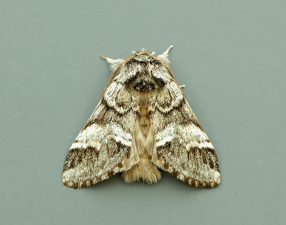 71.010 BF2014 Marbled Brown Drymonia dodonaea