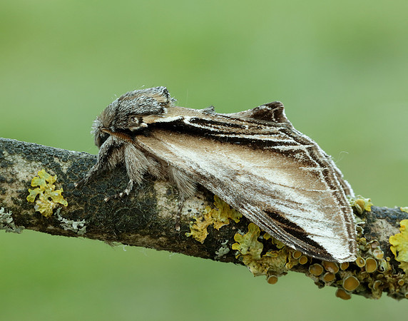 71.017 BF2007 Swallow Prominent Pheosia tremula