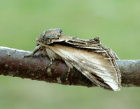 71.017 BF2007 Swallow Prominent Pheosia tremula