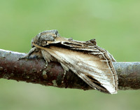 71.017 BF2007 Swallow Prominent Pheosia tremula