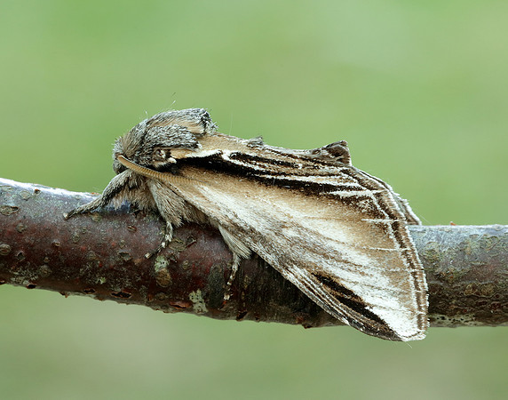 71.017 BF2007 Swallow Prominent Pheosia tremula