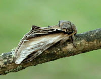 71.017 BF2007 Swallow Prominent Pheosia tremula